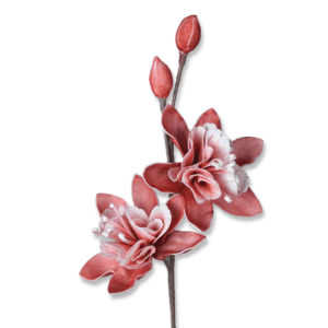 Zweig mit rosa Blüten und Knospen auf weißem Hintergrund.